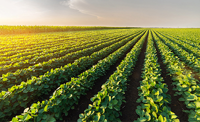 Global warming and conflict call for Africa to shift to smarter farming